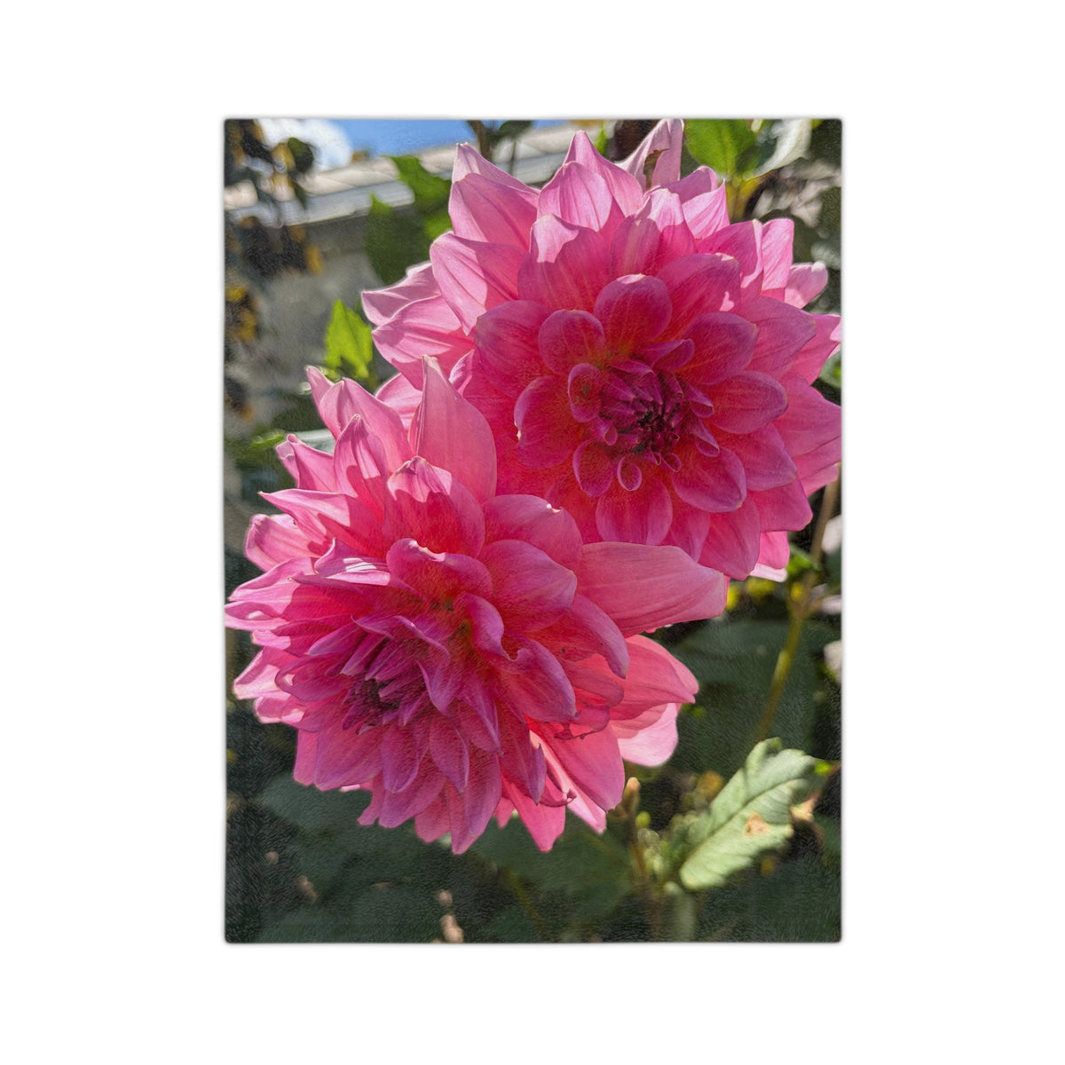 September Dahlia Velveteen Microfiber Blanket — Floral Cozy Throw