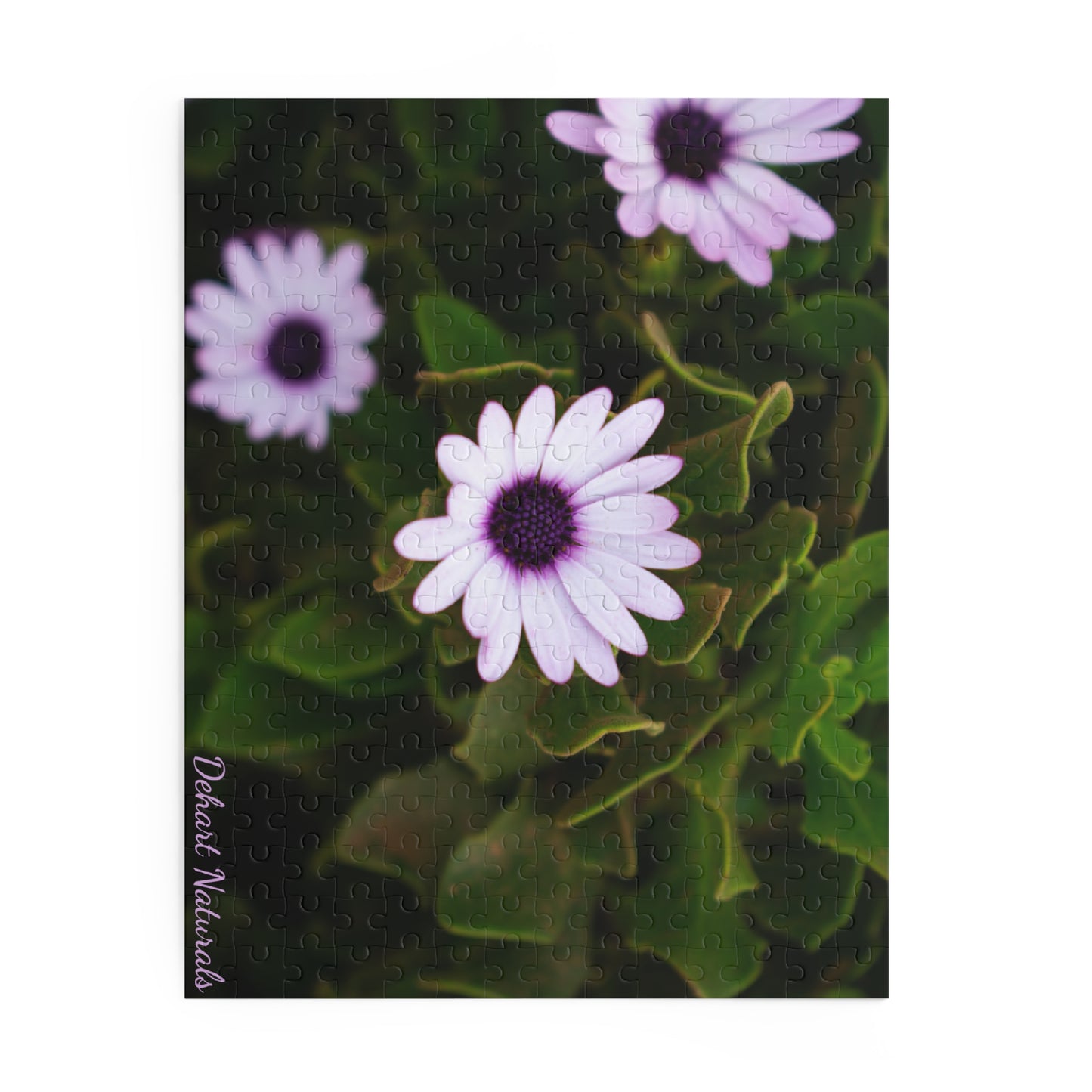 Cape Marguerite African Daisy Serenity Puzzle